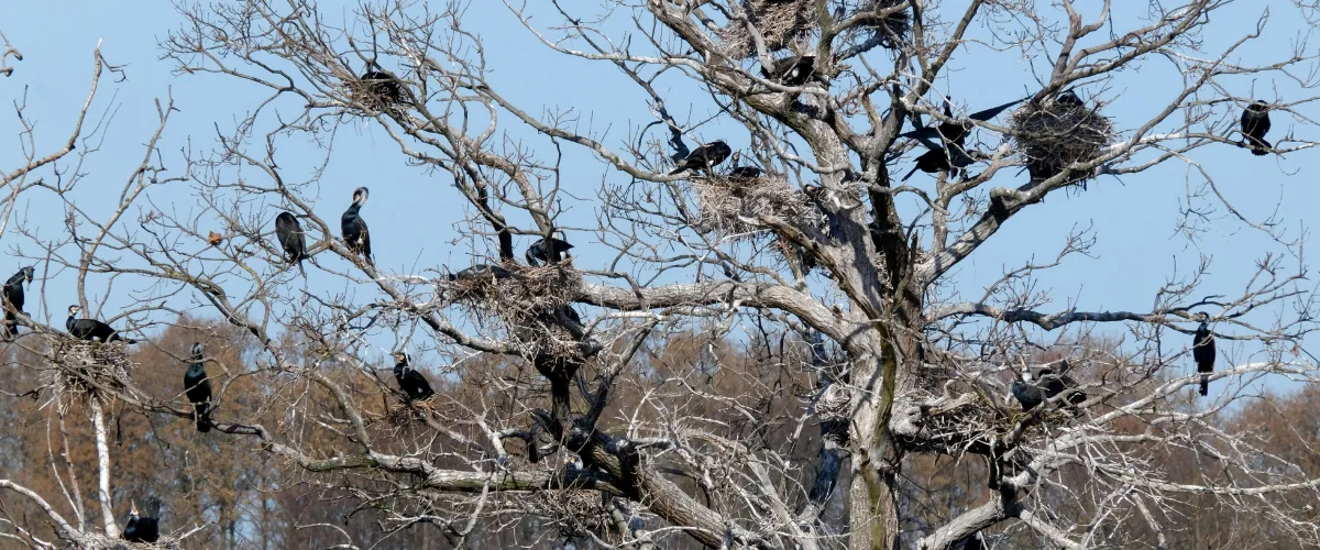 Cormorants gathered on a UK stillwater fishery
